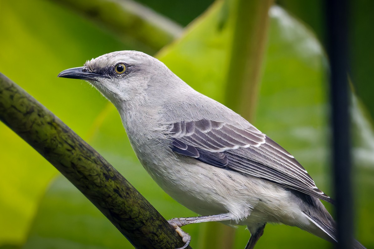 Tropikal Taklitçi - ML647034045