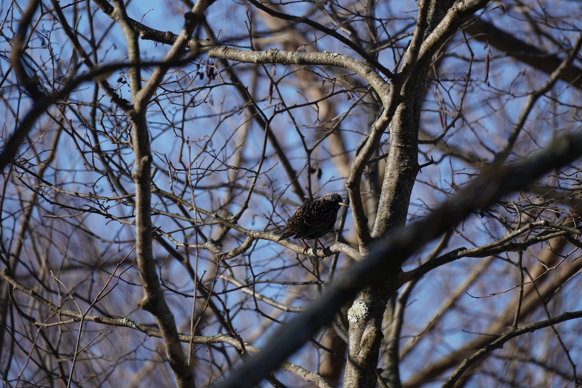European Starling - ML647034046