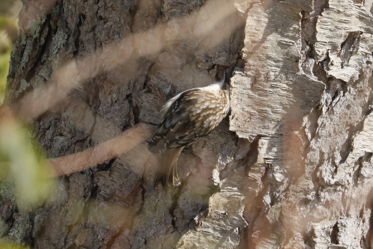 Brown Creeper - ML647034055