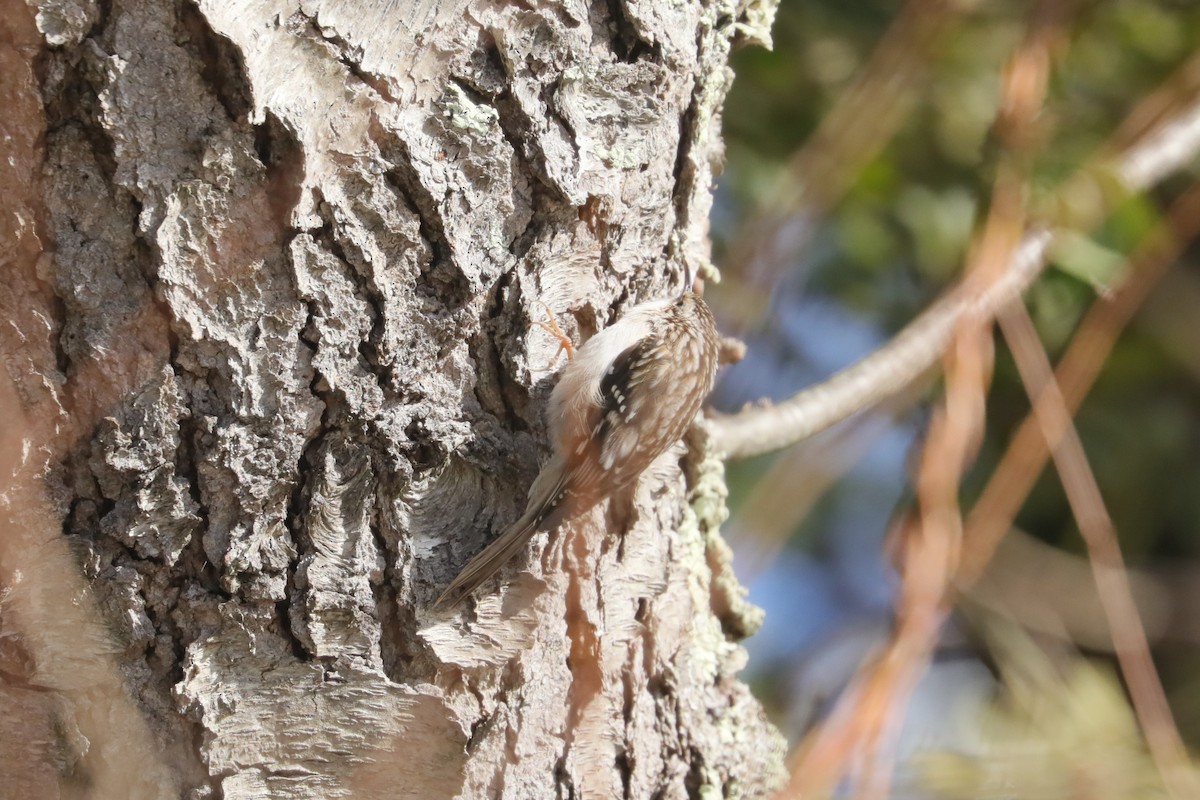 Brown Creeper - ML647034056