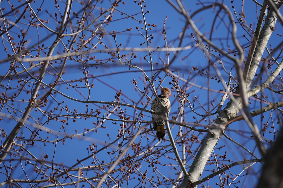 Northern Flicker - ML647034060