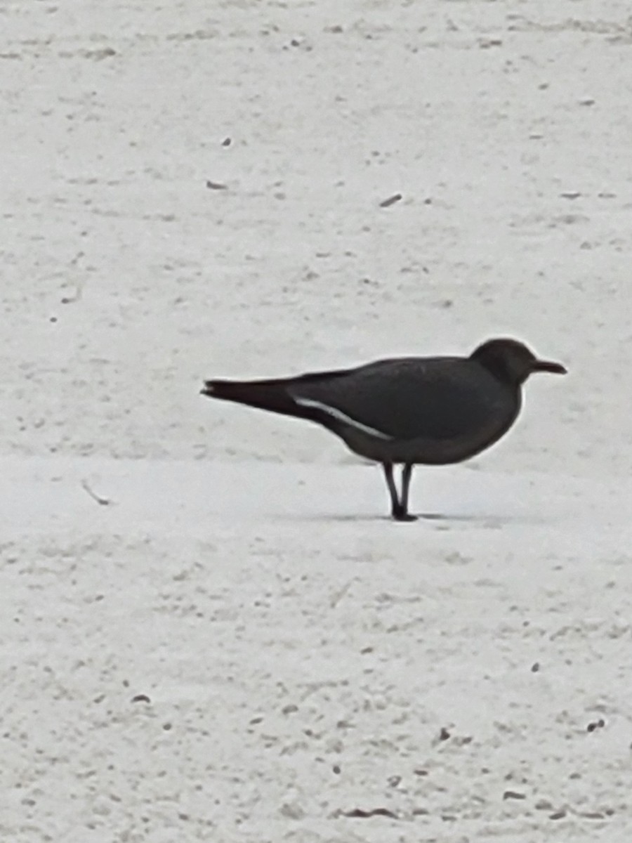 racek tmavý - ML647034062