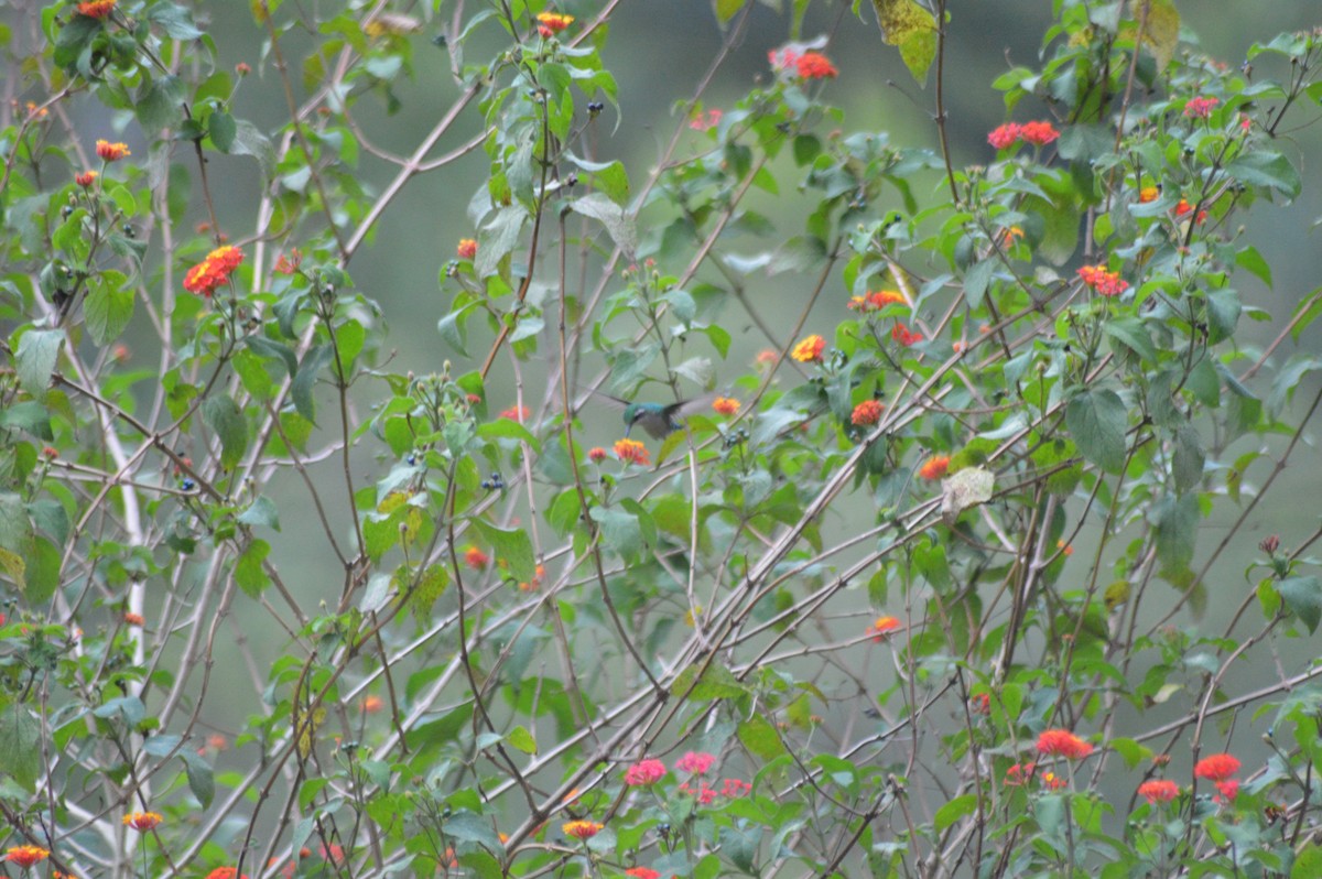 Snowy-bellied Hummingbird - ML647034065