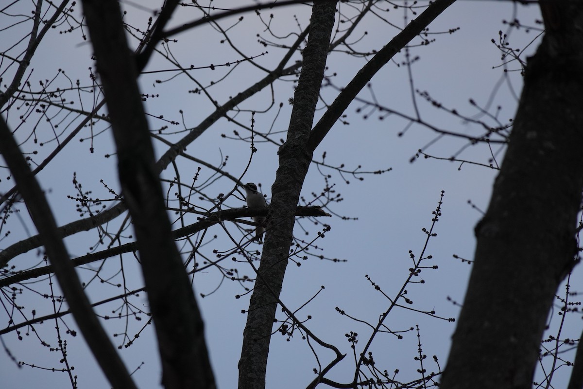 Hairy Woodpecker - ML647034068