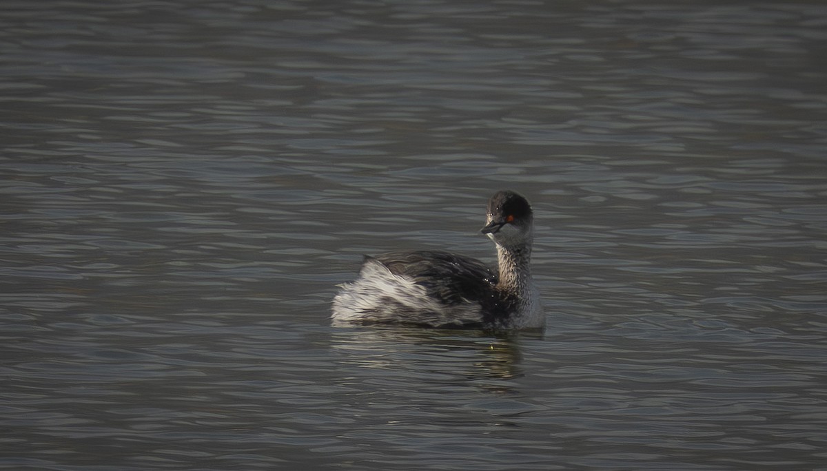 Eared Grebe - ML647034074