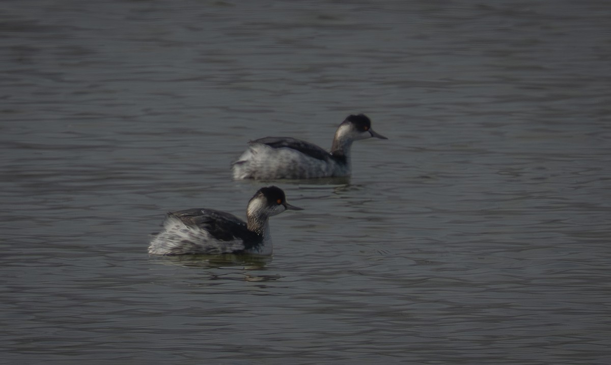 Eared Grebe - ML647034075