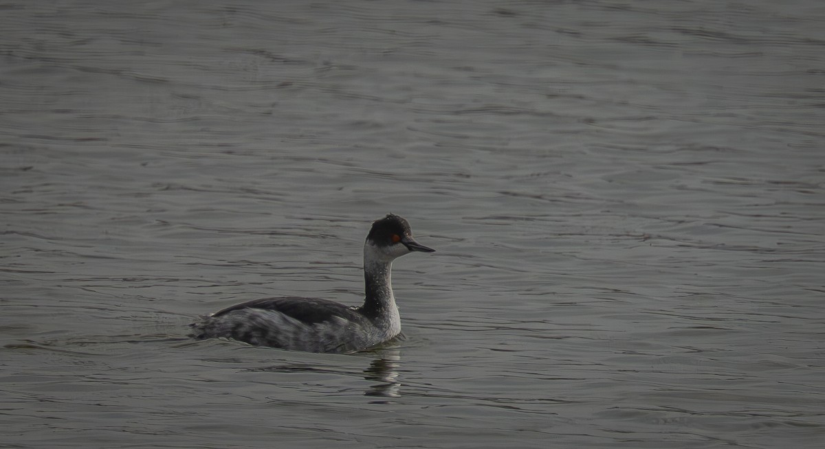 Eared Grebe - ML647034076