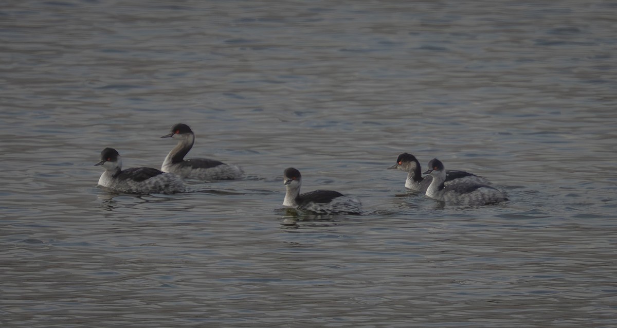 Eared Grebe - ML647034077