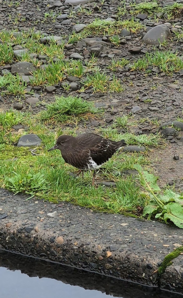Black Turnstone - ML647034079