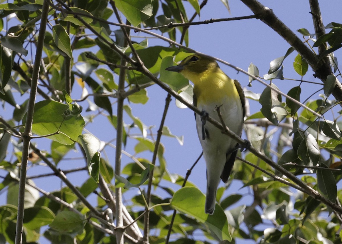 Yellow-throated Vireo - ML647034081