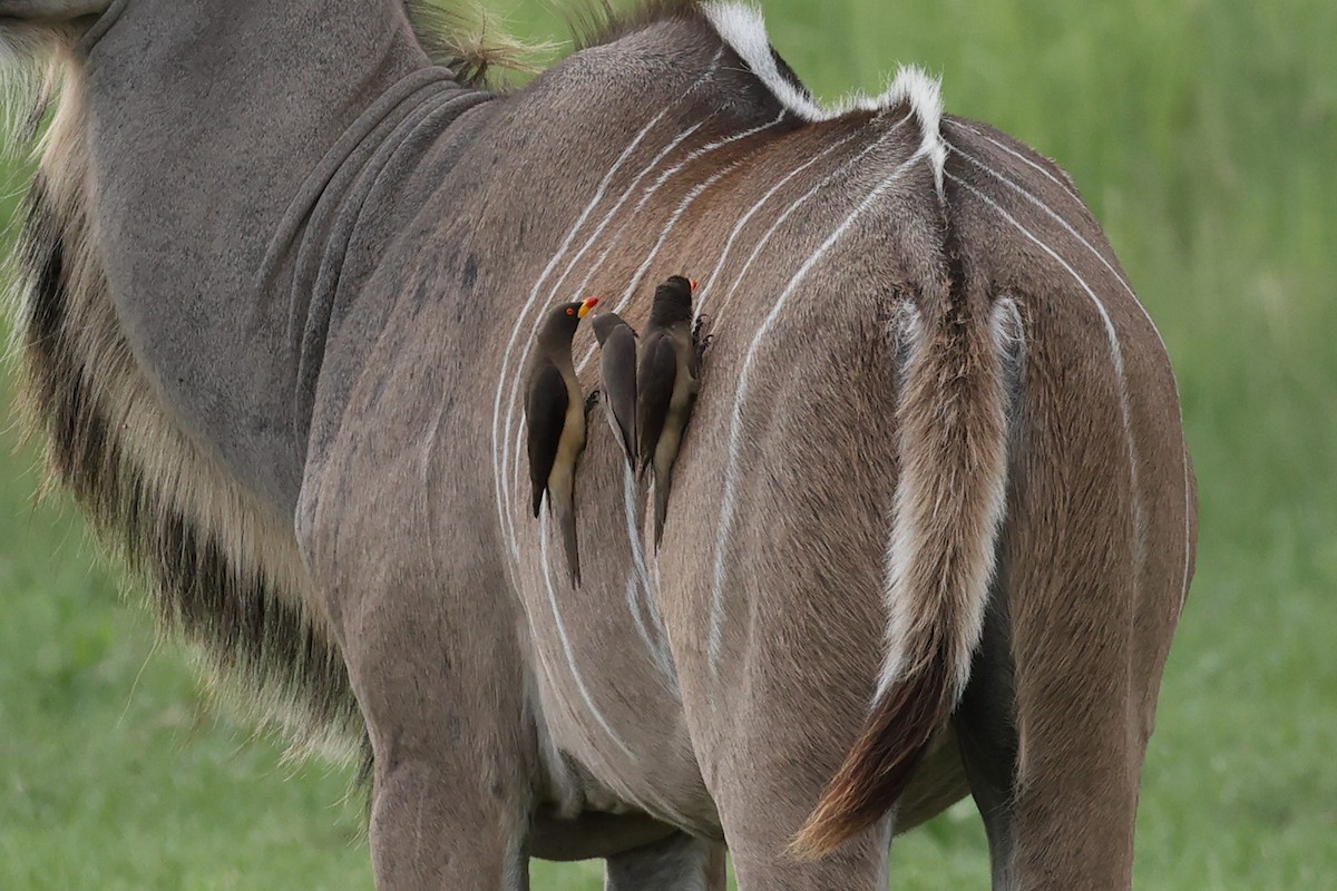 Picabueyes Piquigualdo - ML647034082