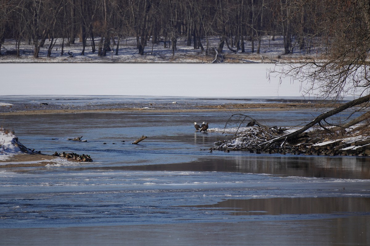 Bald Eagle - ML647034083