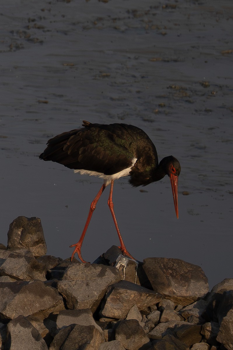 Black Stork - ML647034088