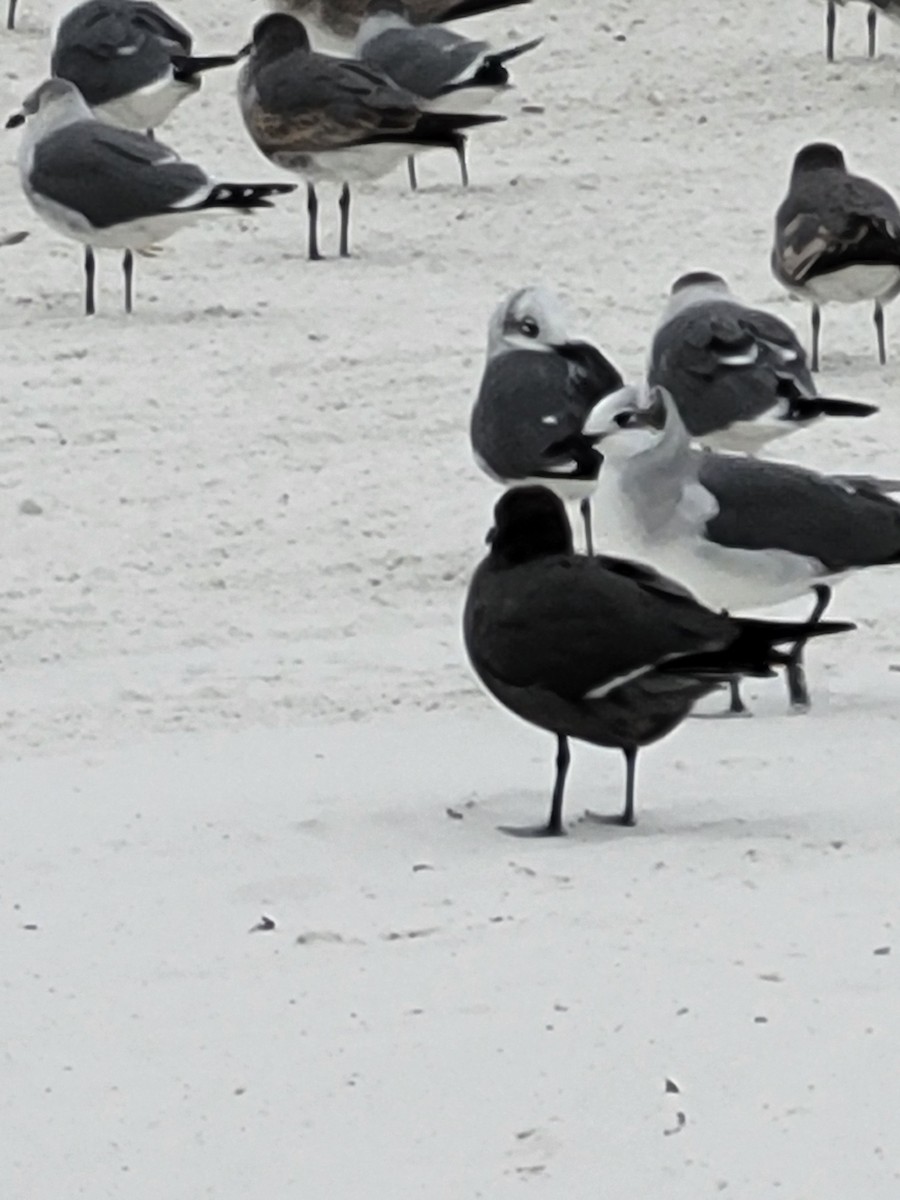 racek tmavý - ML647034089