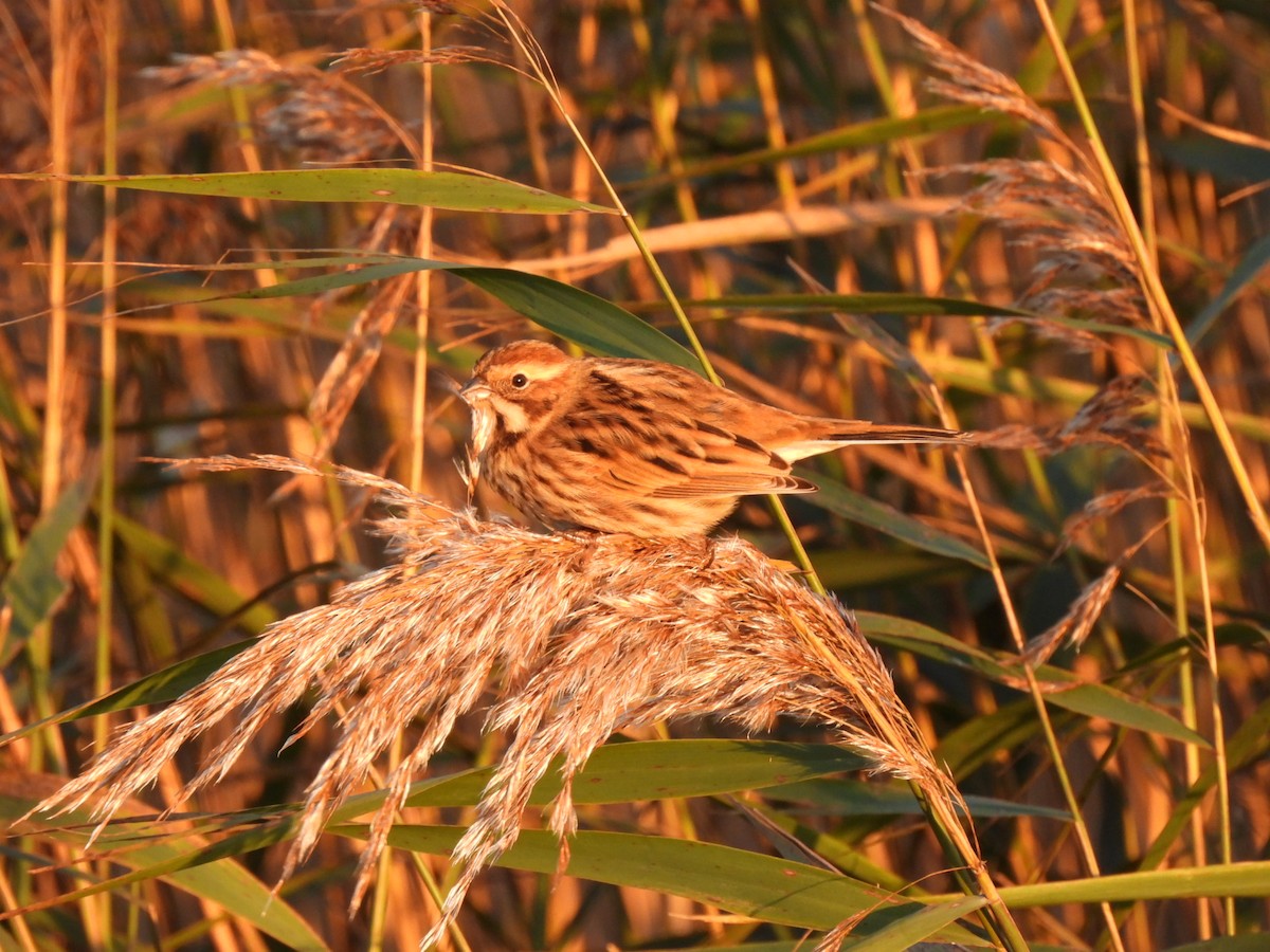 Reed Bunting - ML647034090