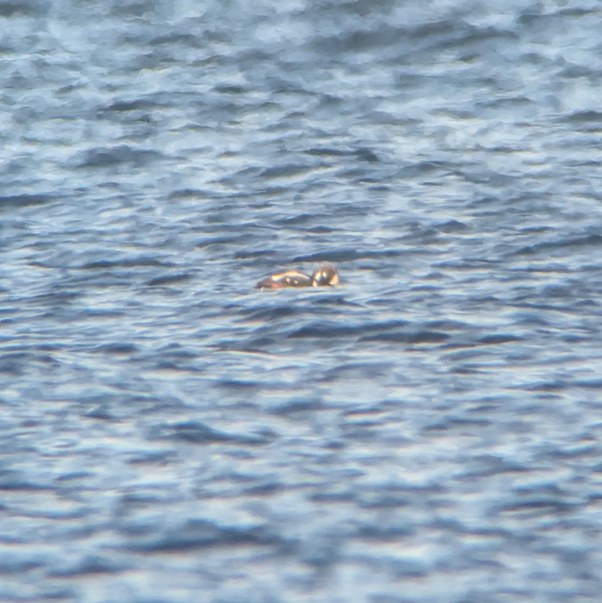 Palyaço Ördeği - ML647034091