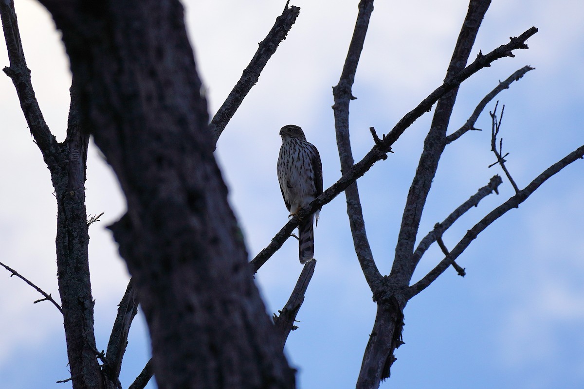 Cooper's Hawk - ML647034095