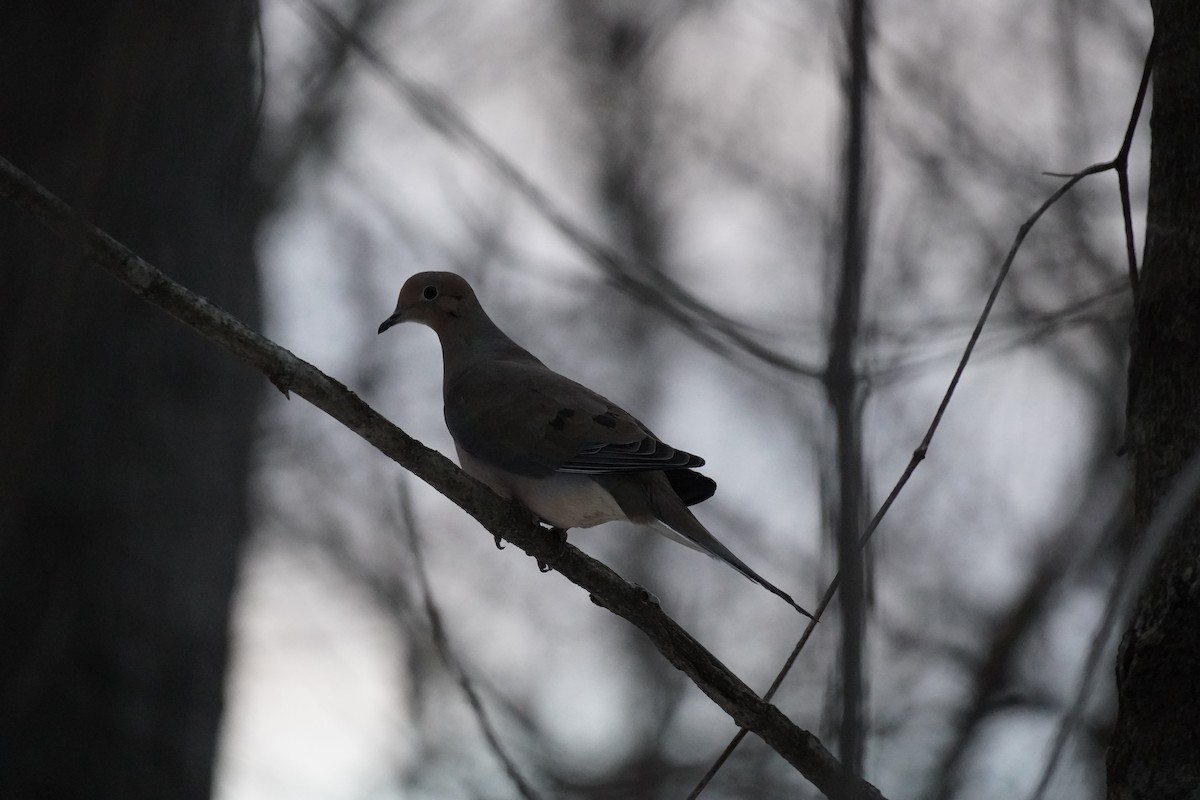 Mourning Dove - ML647034098