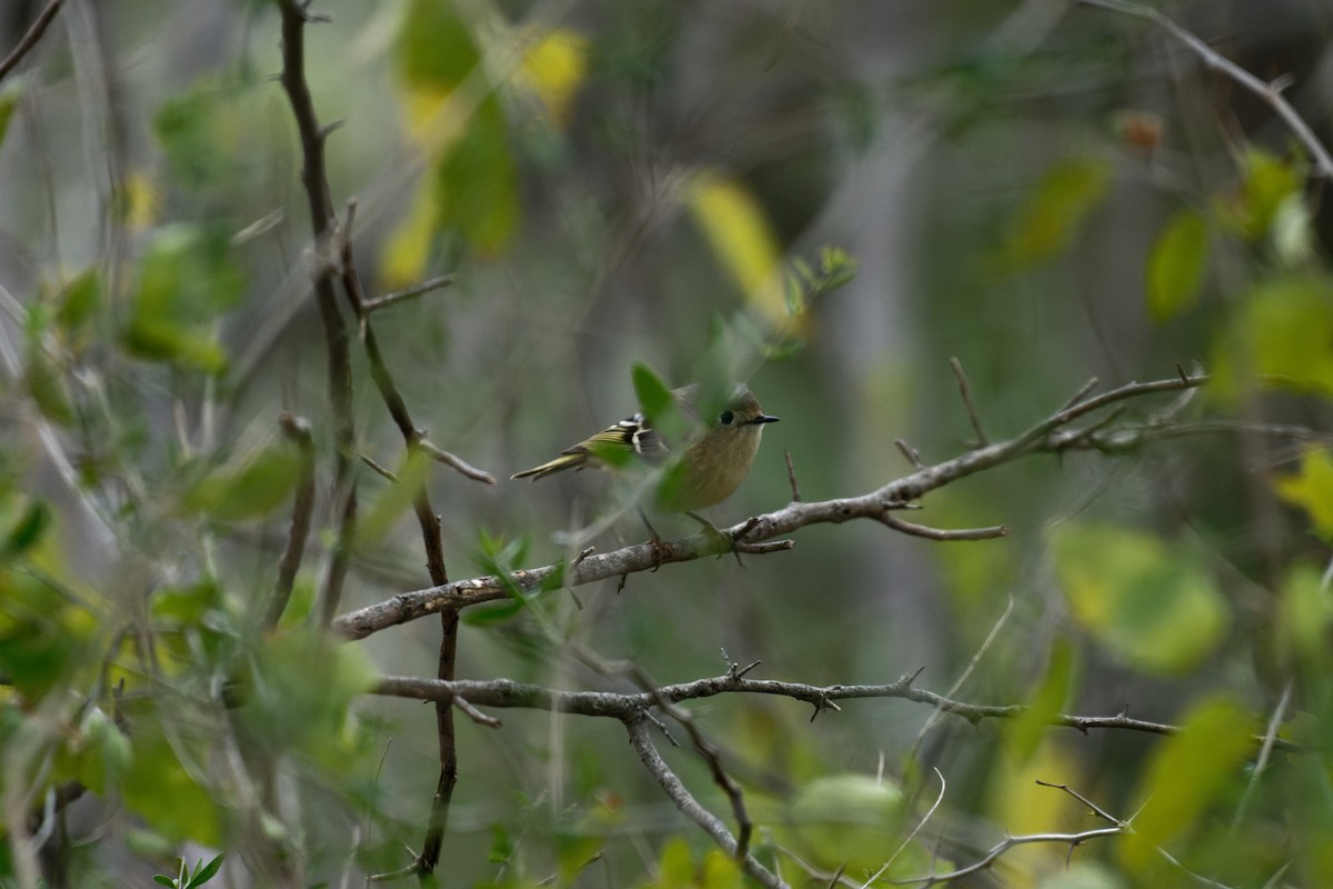 Ruby-crowned Kinglet - ML647034099