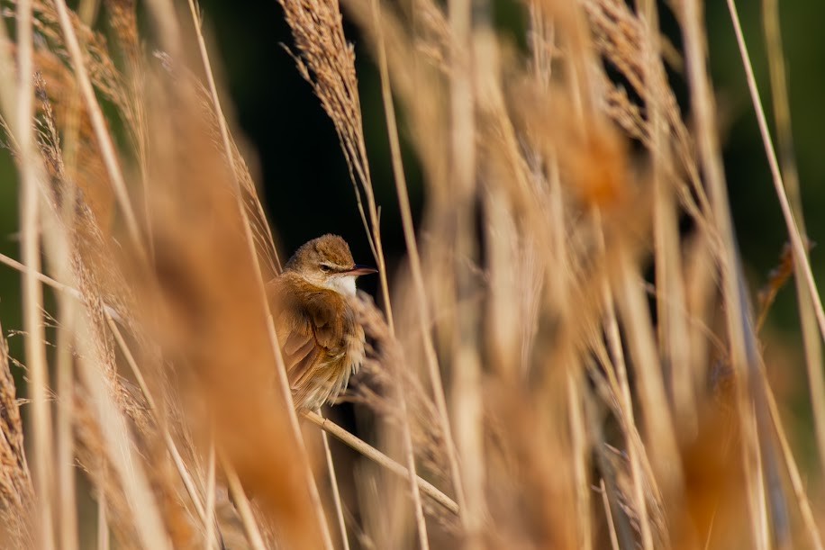 ニシオオヨシキリ - ML647034102