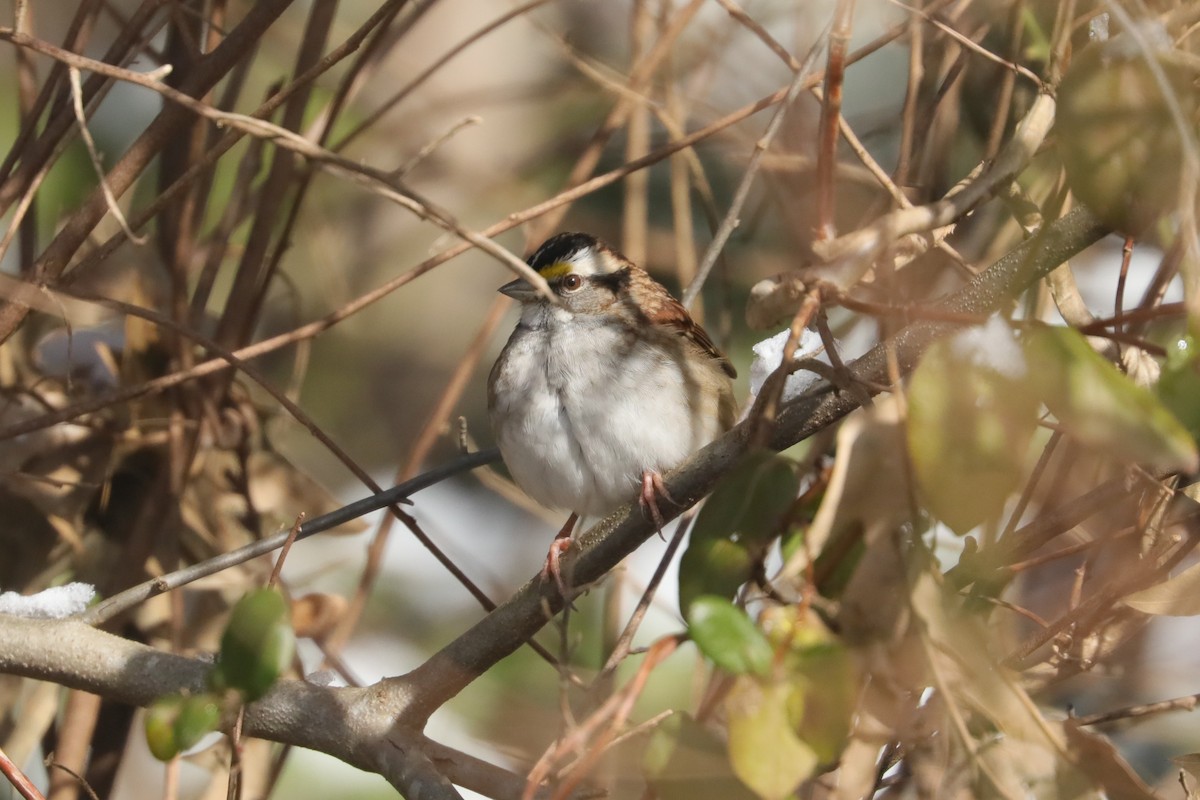 ノドジロシトド - ML647034103