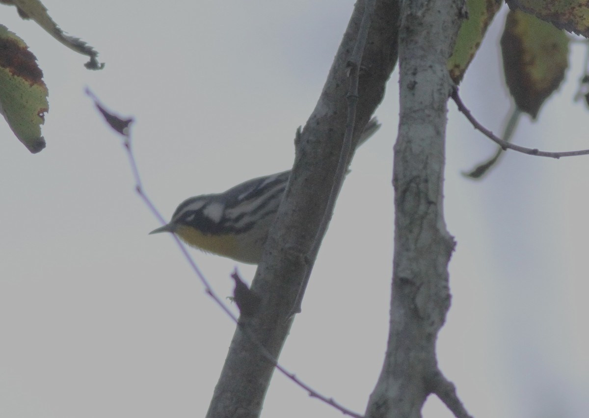 Paruline à gorge jaune - ML647034106
