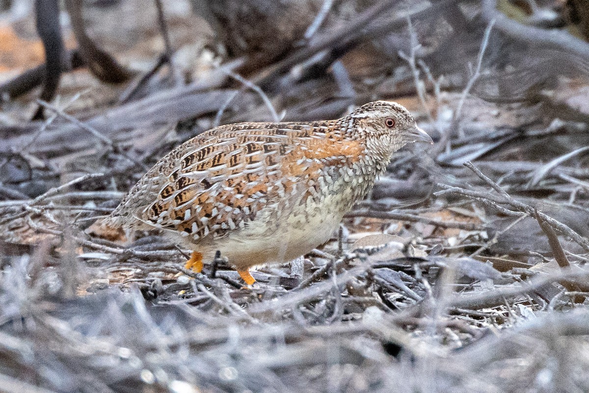 Boyalı Bıldırcınyelvesi - ML647034116