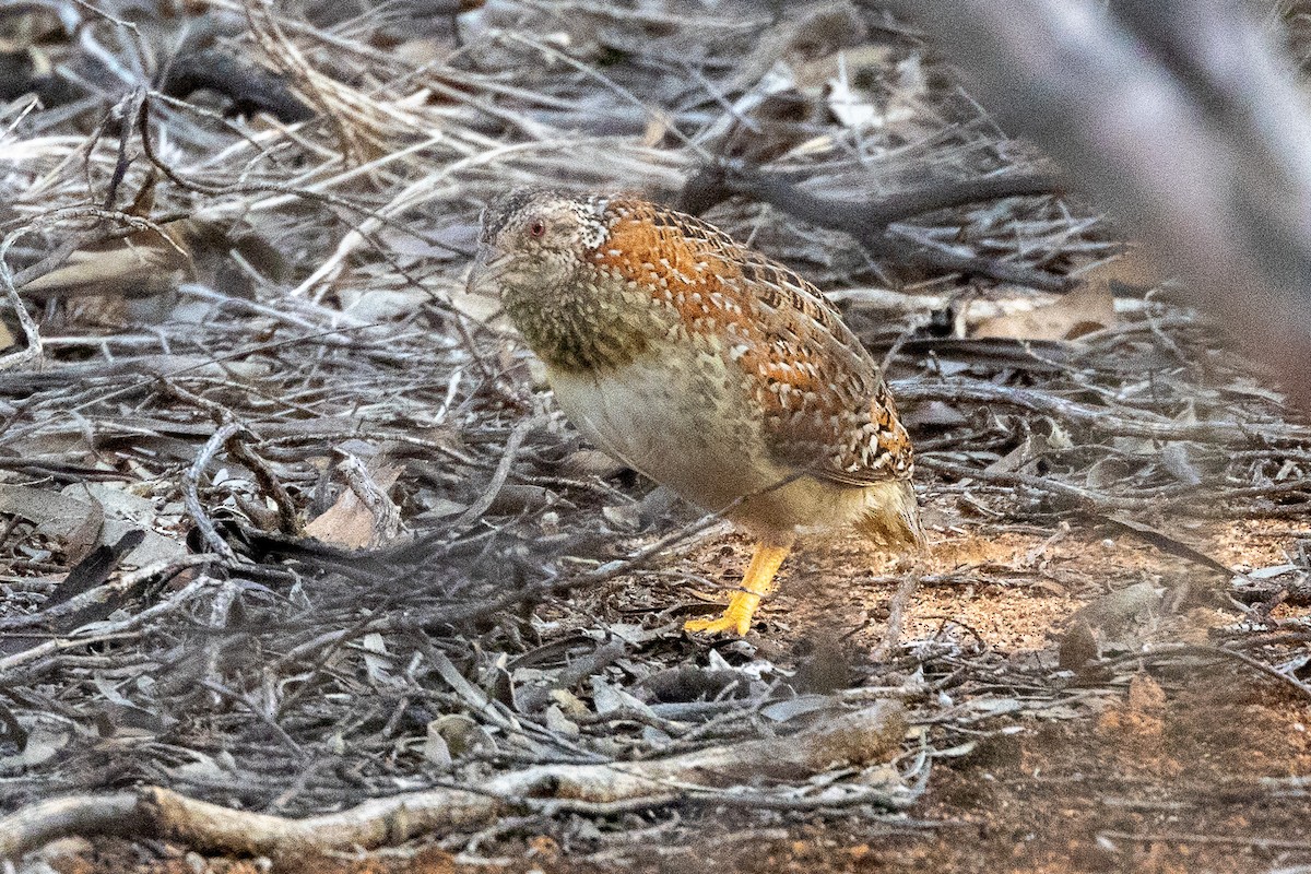 Boyalı Bıldırcınyelvesi - ML647034117