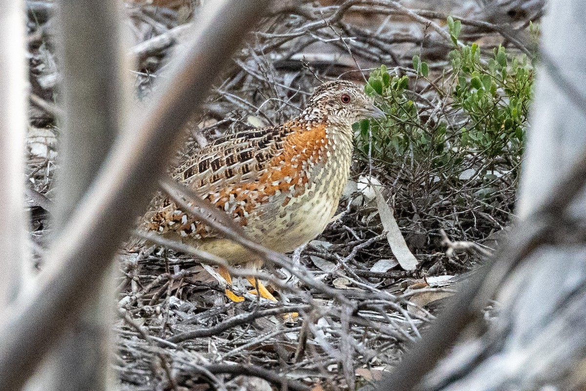 Boyalı Bıldırcınyelvesi - ML647034118