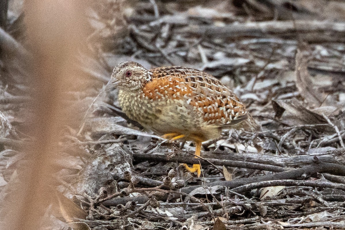 Boyalı Bıldırcınyelvesi - ML647034119