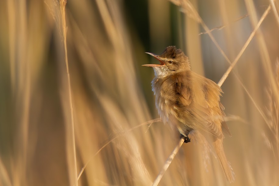 ニシオオヨシキリ - ML647034121