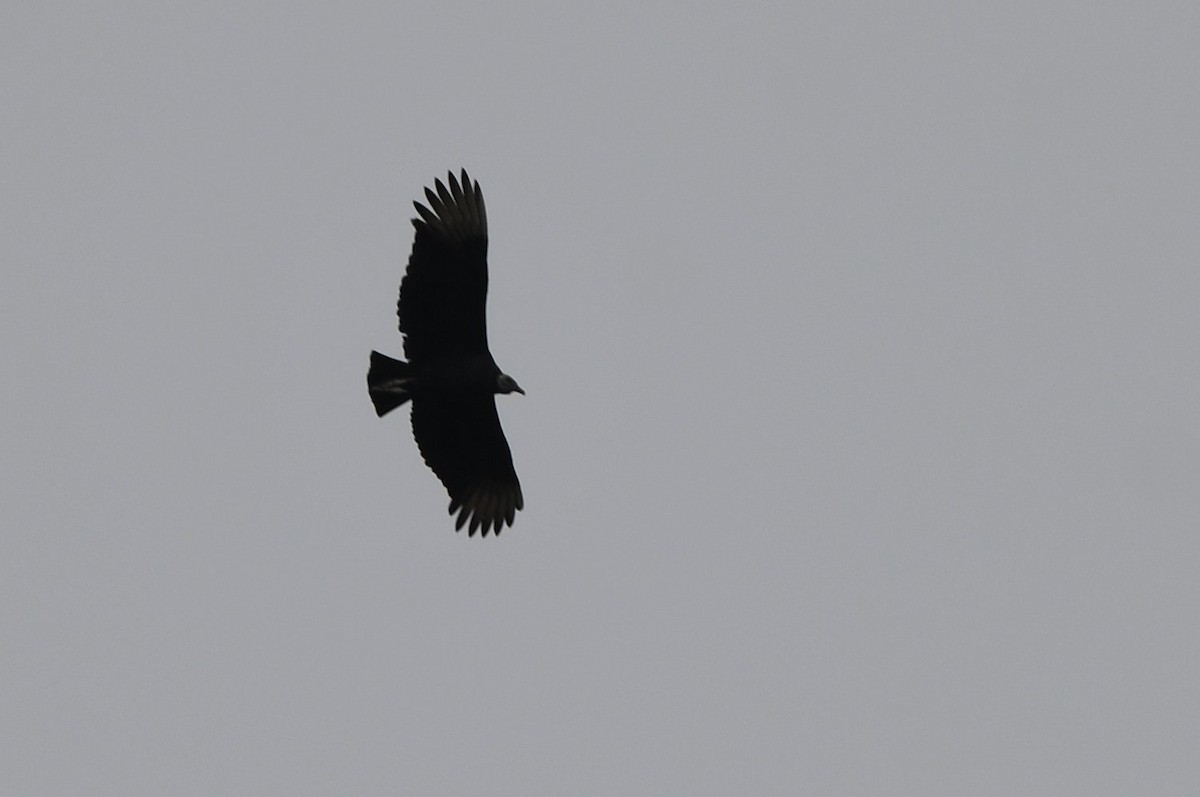 Black Vulture - ML647034122