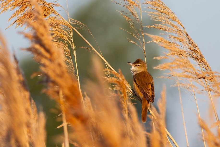 ニシオオヨシキリ - ML647034123