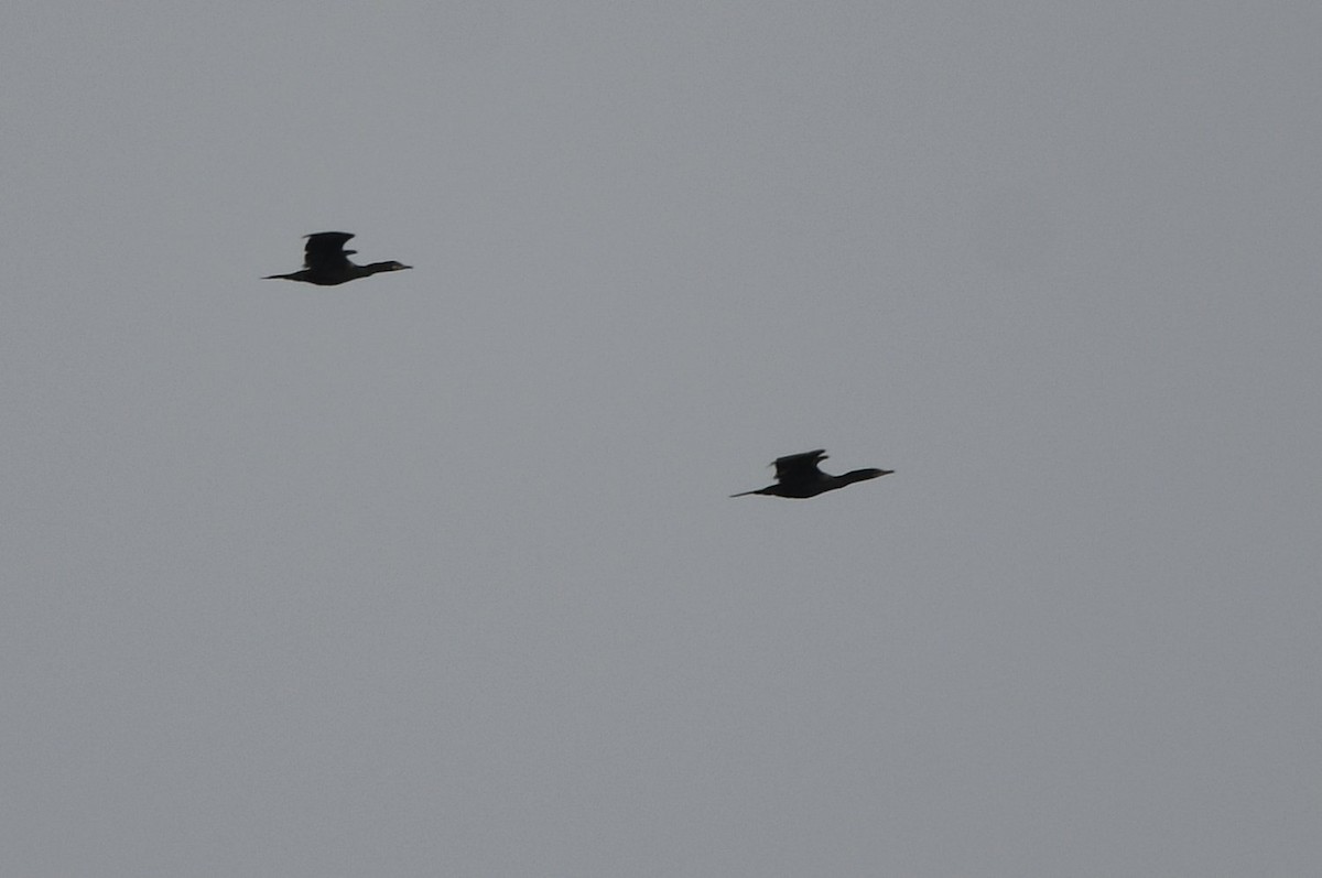 Neotropic Cormorant - ML647034130