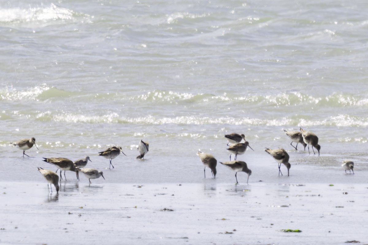 Bécasseau maubèche - ML647034134