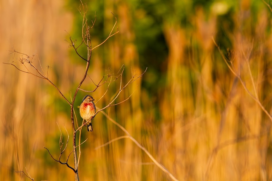 Bluthänfling - ML647034138