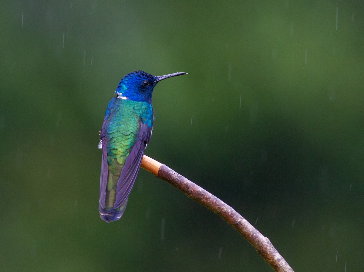 White-necked Jacobin - ML647034140