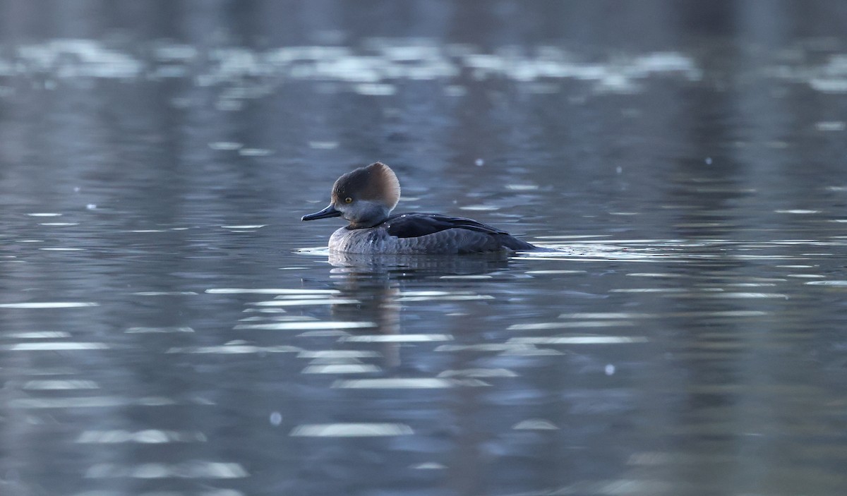 Kappensäger - ML647034141