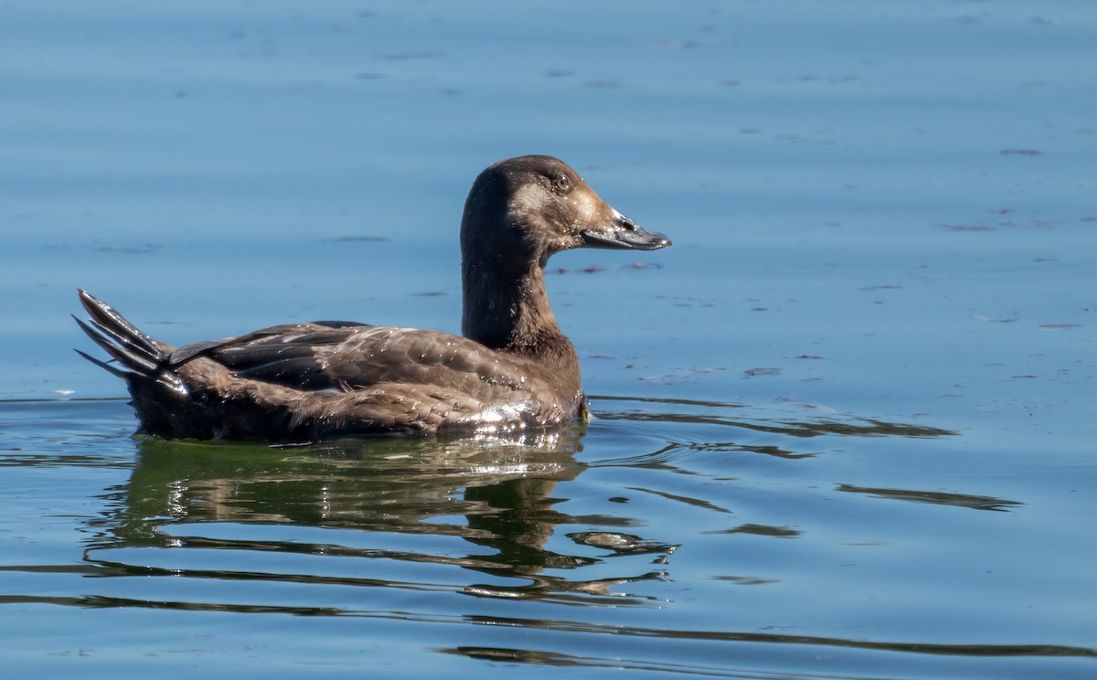 White-winged Scoter - ML647034142