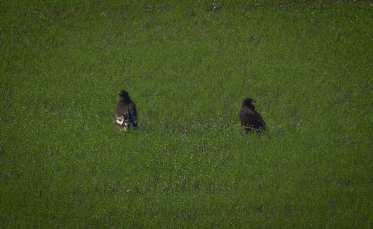 Greater Spotted Eagle - ML647034145
