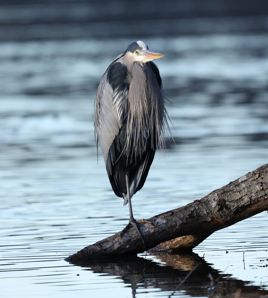 Kanadareiher - ML647034146