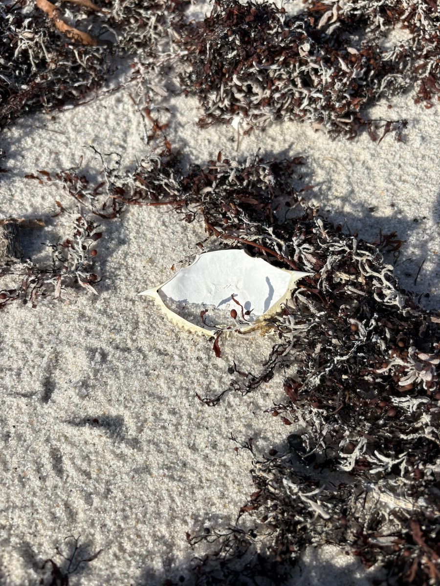 Crustaceans - ML647034147