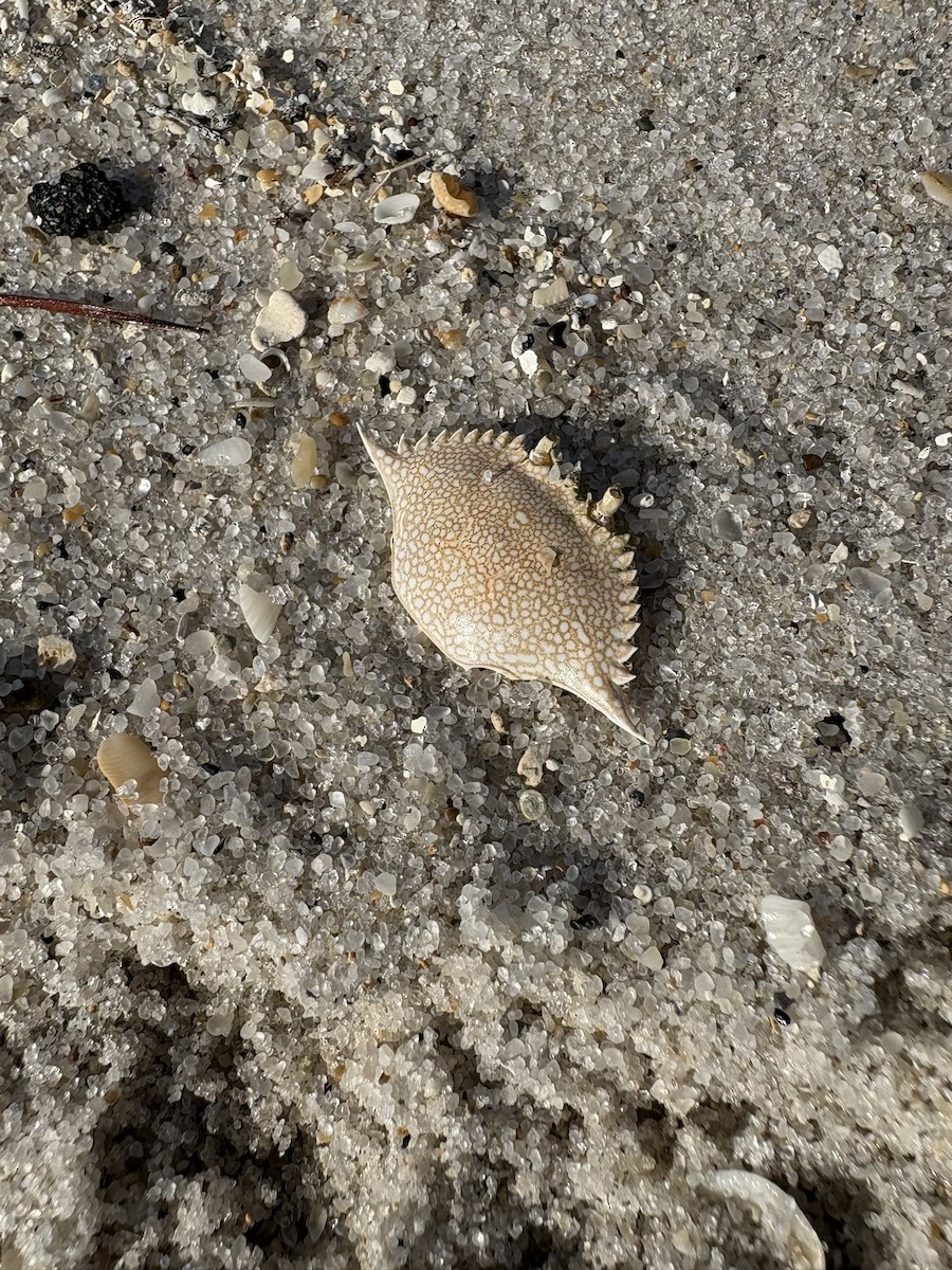 Crustaceans - ML647034148