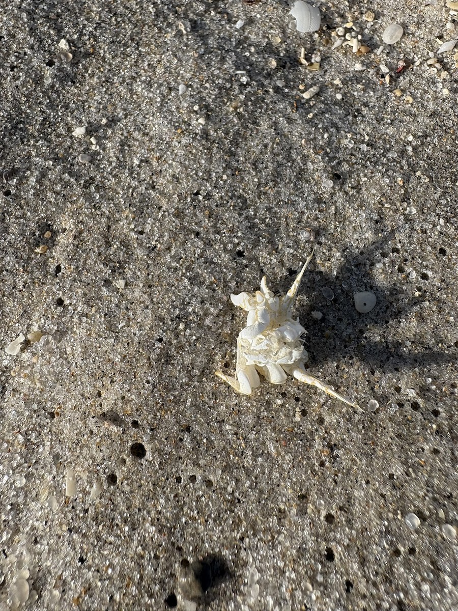 Crustaceans - ML647034149