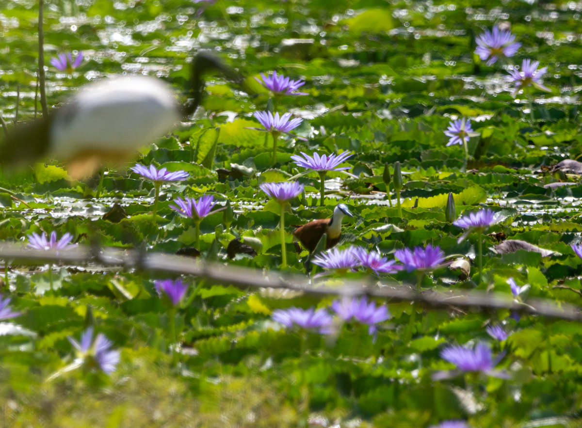 African Jacana - ML647034151