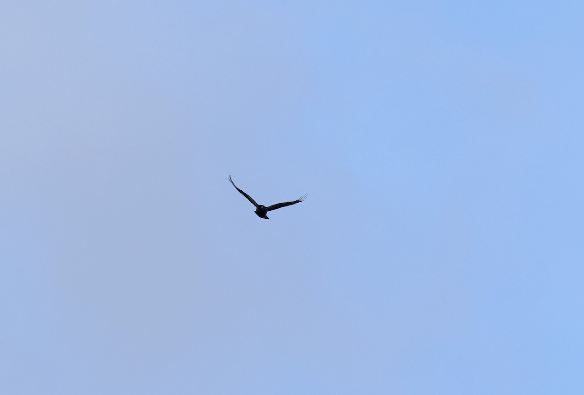 Common Raven - ML647034153