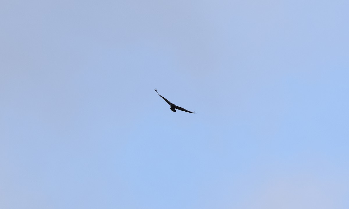 Common Raven - ML647034155