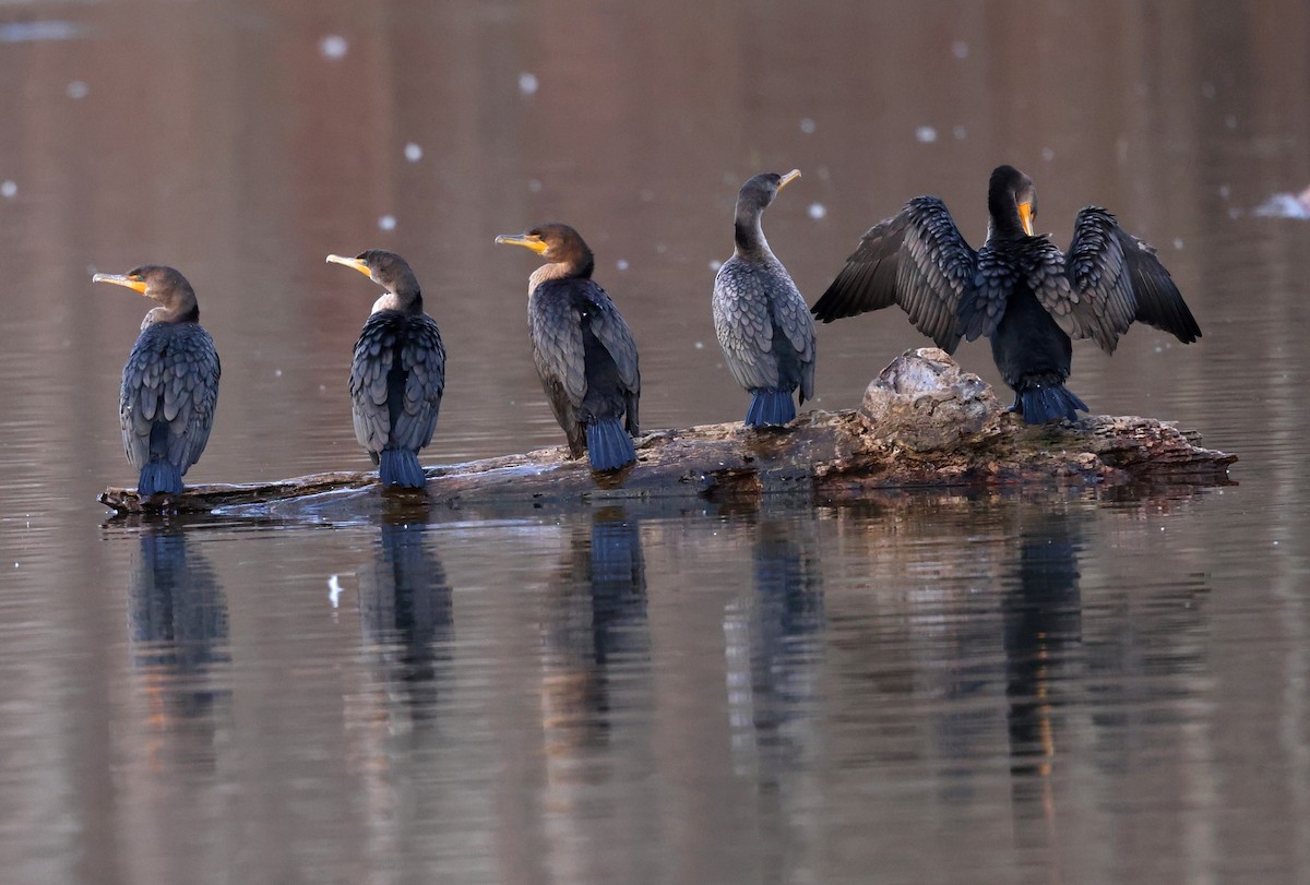 Ohrenscharbe - ML647034156