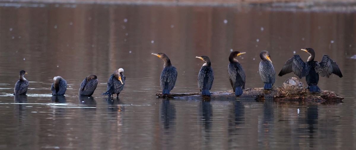 Ohrenscharbe - ML647034157