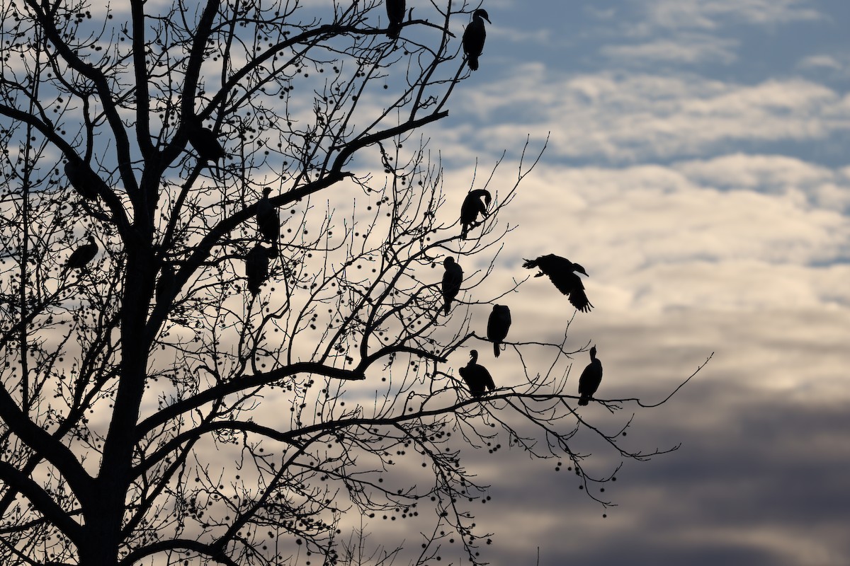 Ohrenscharbe - ML647034158